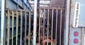 Vuelca camión que transportaba cerdos en la carretera hoctún-kimbilá