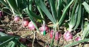 150 hectáreas de cultivo de cebollas rojas en ohio