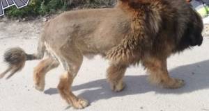 Un perro con apariencia de león genera avisos a la policía en un pueblo de murcia.