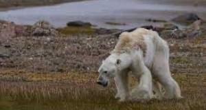 Polar bears have gone extinct