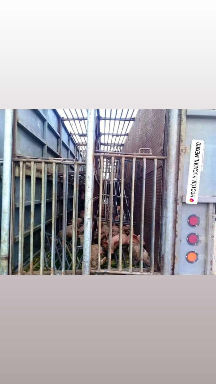 Vuelca camión que transportaba cerdos en la carretera Hoctún-Kimbilá