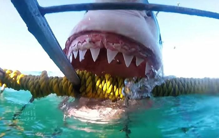 Tiburón Blanco ataca una jaula en Gansbaai