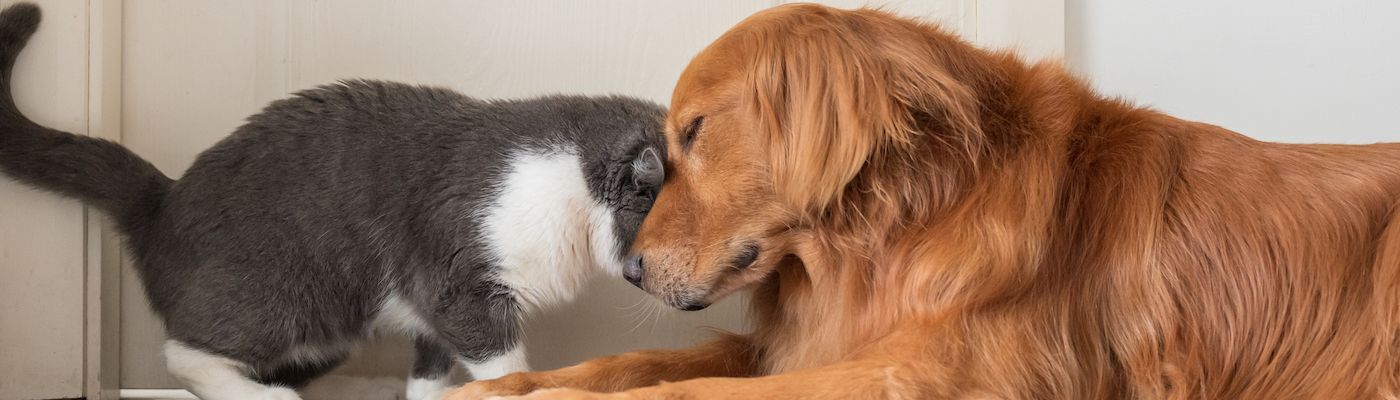 Cat and Dog accidentally bump in each other