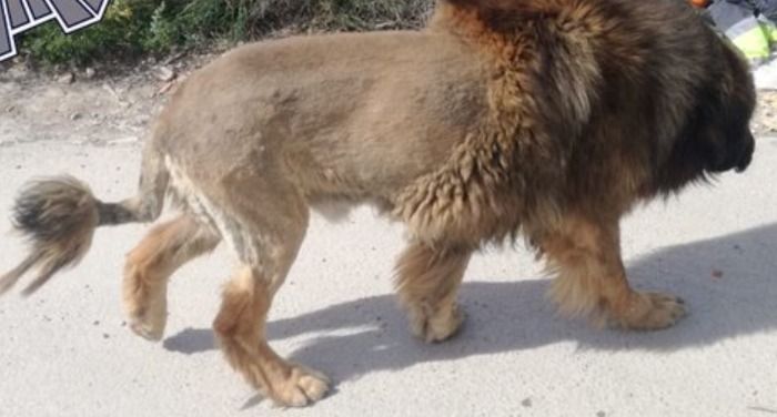 Un perro con apariencia de león genera avisos a la policía en un pueblo de Murcia.