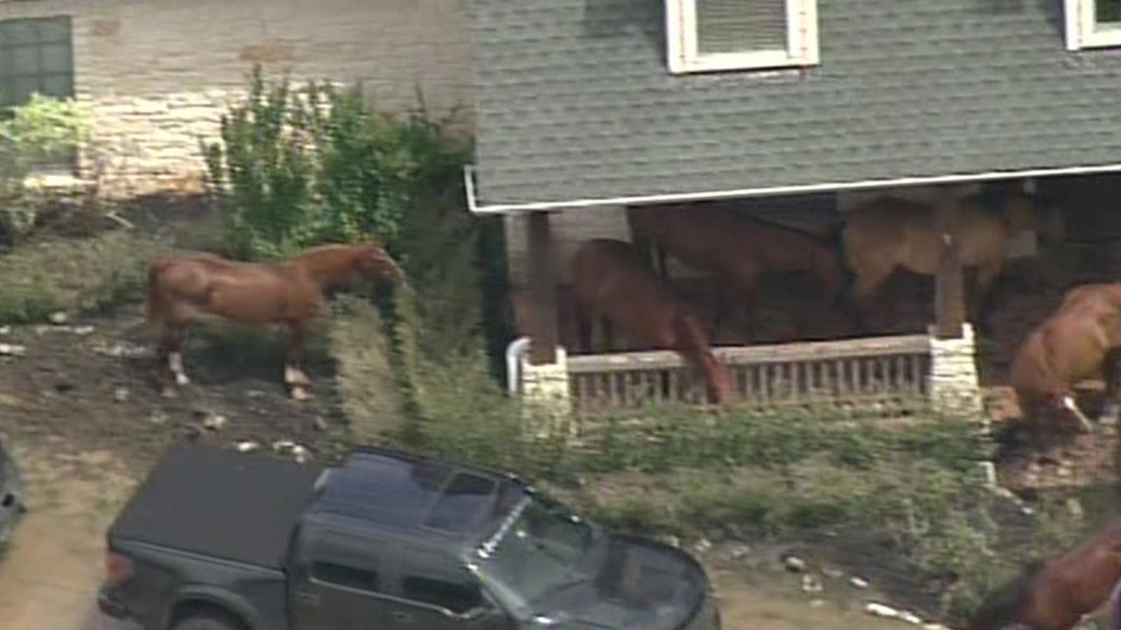Race horses escape from Kentucky racetrack 