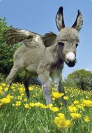 New donkey breed, Donkeys now flying?